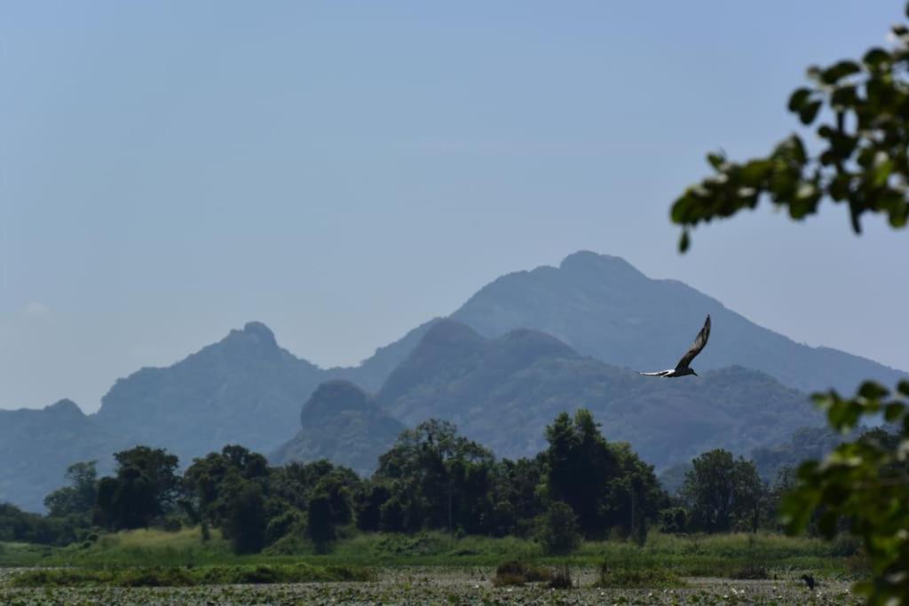 Sigiriya Village Home Stay Eksteriør bilde